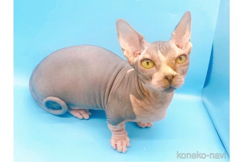 成約済の東京都のその他の猫種-41406