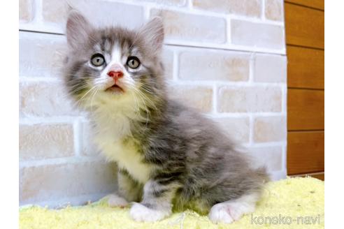 成約済の東京都のサイベリアン-41410の11枚目