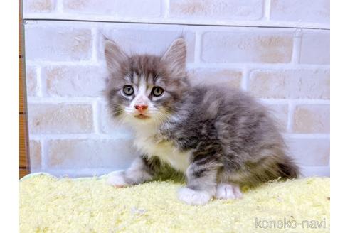 成約済の東京都のサイベリアン-41410の12枚目