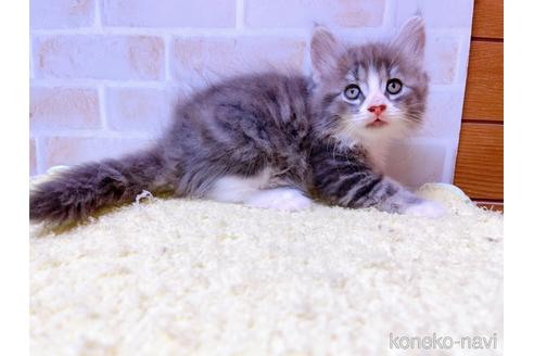 成約済の東京都のサイベリアン-41410の15枚目