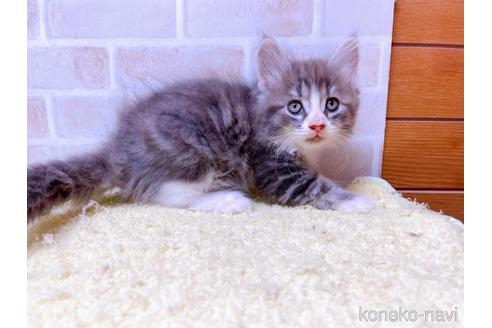 成約済の東京都のサイベリアン-41410の16枚目