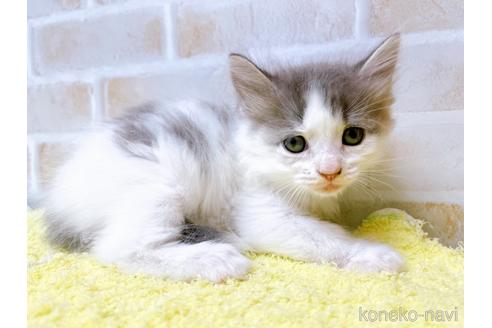 成約済の東京都のサイベリアン-41407の4枚目