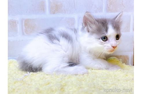 成約済の東京都のサイベリアン-41407の3枚目