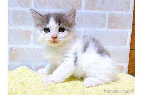 成約済の東京都のサイベリアン-41407