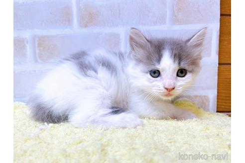 成約済の東京都のサイベリアン-41407の5枚目