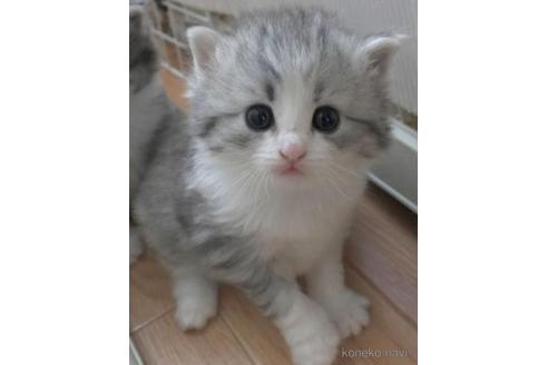 成約済の茨城県のノルウェージャンフォレストキャット-41414の2枚目