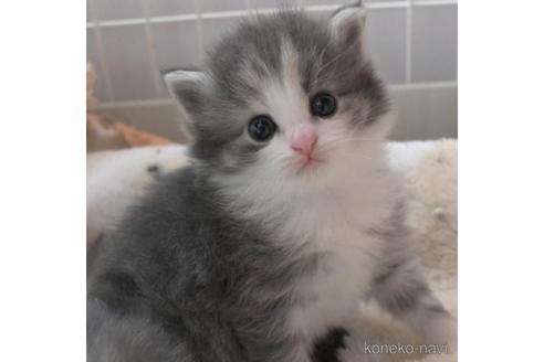 成約済の茨城県のノルウェージャンフォレストキャット-41419の1枚目