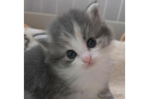 成約済の茨城県のノルウェージャンフォレストキャット-41419の3枚目