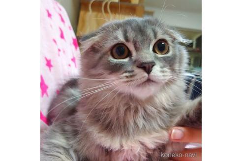 成約済の愛知県のスコティッシュフォールド-41426