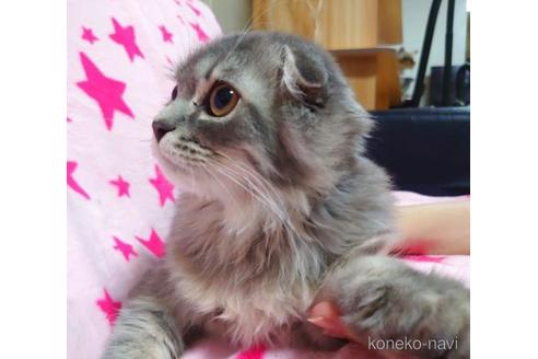 成約済の愛知県のスコティッシュフォールド-41426の4枚目