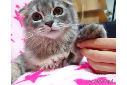 成約済の愛知県のスコティッシュフォールド-41426の3枚目