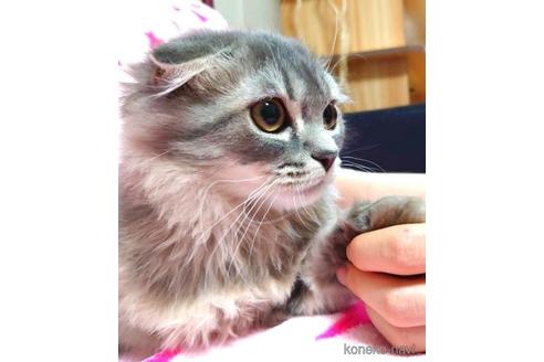 成約済の愛知県のスコティッシュフォールド-41426の5枚目