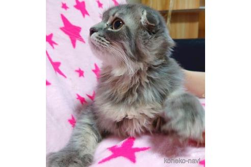 成約済の愛知県のスコティッシュフォールド-41426の2枚目