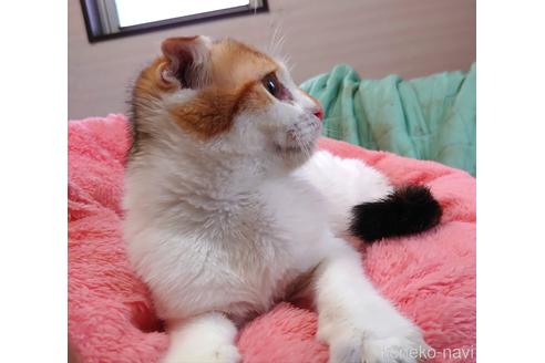 成約済の愛知県のスコティッシュフォールド-40365の4枚目