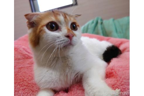 成約済の愛知県のスコティッシュフォールド-40365の1枚目