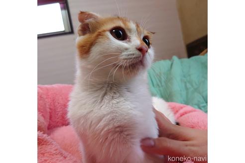 成約済の愛知県のスコティッシュフォールド-40365の3枚目