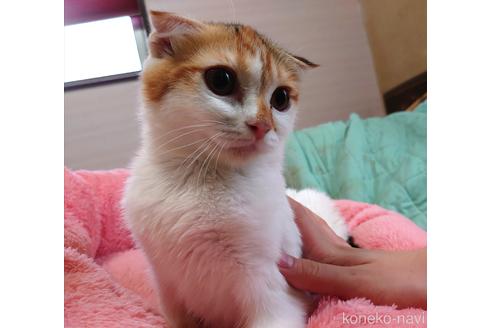 成約済の愛知県のスコティッシュフォールド-40365の2枚目