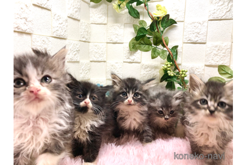 成約済の埼玉県のスコティッシュフォールド-41468の6枚目