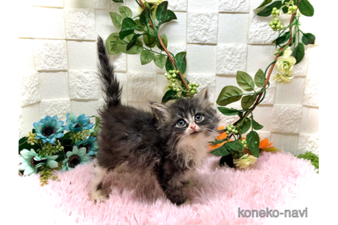 成約済の埼玉県のスコティッシュフォールド-41468の3枚目