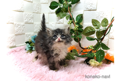 成約済の埼玉県のスコティッシュフォールド-41468の1枚目