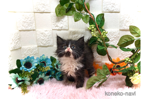 成約済の埼玉県のスコティッシュフォールド-41470の3枚目