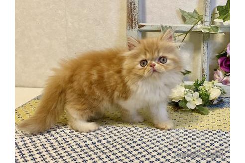 成約済の大阪府のペルシャ-41529の4枚目