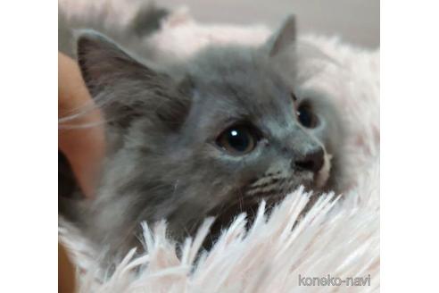 成約済の愛知県のミヌエット-41559の1枚目