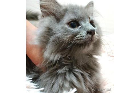 成約済の愛知県のミヌエット-41559の3枚目