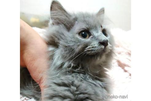 成約済の愛知県のミヌエット-41559の4枚目