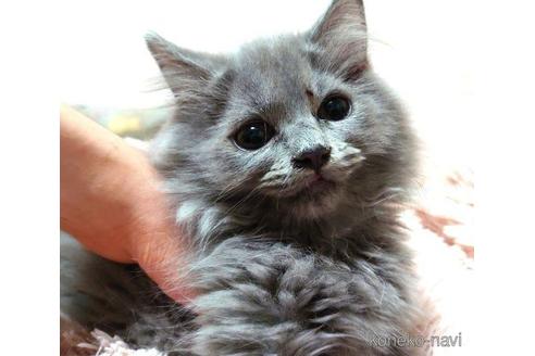 成約済の愛知県のミヌエット-41559の5枚目