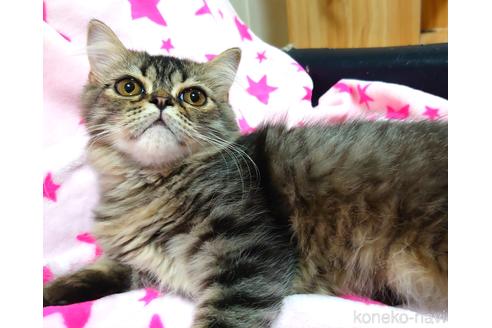 成約済の愛知県のスコティッシュフォールド-37891の4枚目