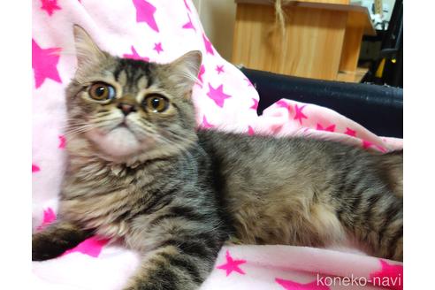 成約済の愛知県のスコティッシュフォールド-37891の2枚目