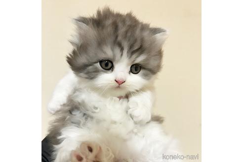 成約済の千葉県のスコティッシュフォールド-41629の1枚目