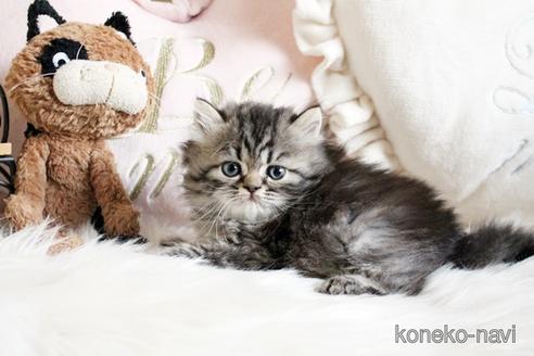 成約済の佐賀県のペルシャ(チンチラ)-41691の3枚目