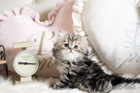 成約済の佐賀県のペルシャ(チンチラ)-41694の4枚目
