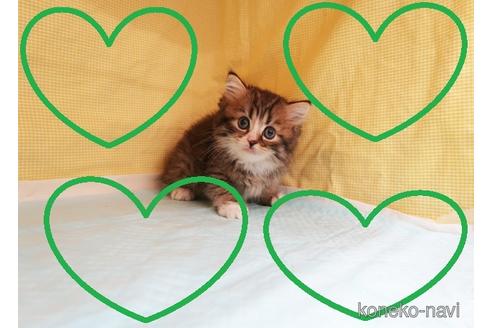 成約済の東京都のミヌエット-41840