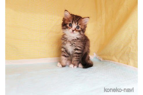 成約済の東京都のミヌエット-41840の2枚目