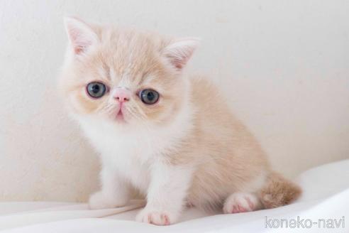 成約済の東京都のエキゾチックショートヘア-41877の6枚目