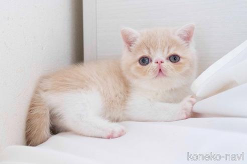 成約済の東京都のエキゾチックショートヘア-41877の7枚目
