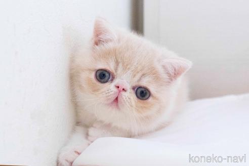 成約済の東京都のエキゾチックショートヘア-41877の8枚目