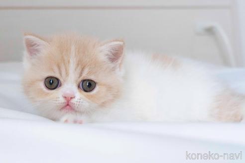 成約済の東京都のエキゾチックショートヘア-41878の13枚目
