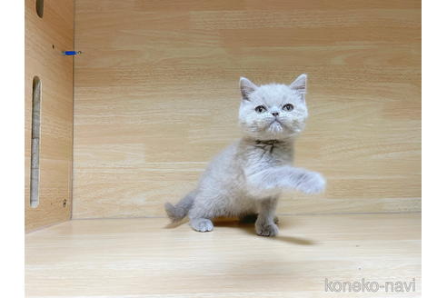 成約済の東京都のブリティッシュショートヘア-41912の11枚目