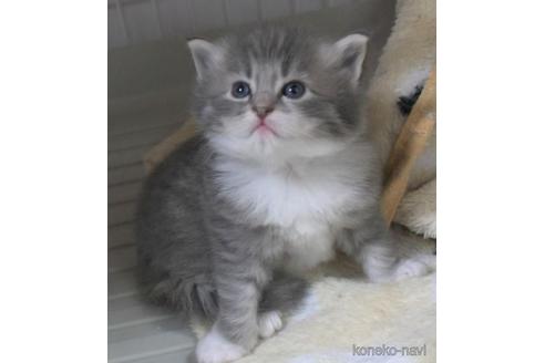 成約済の茨城県のノルウェージャンフォレストキャット-42006の2枚目