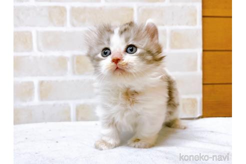 成約済の東京都のキンカロー-42420の7枚目