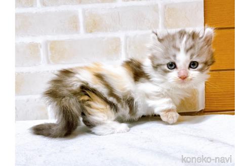 成約済の東京都のキンカロー-42420の8枚目