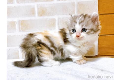 成約済の東京都のキンカロー-42420の9枚目