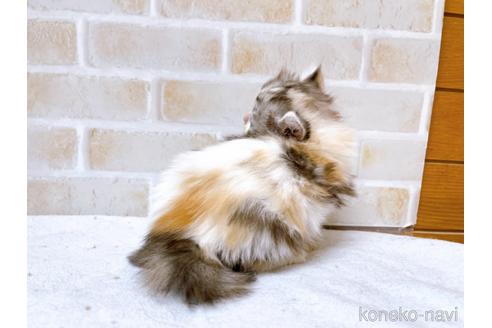 成約済の東京都のキンカロー-42420の10枚目