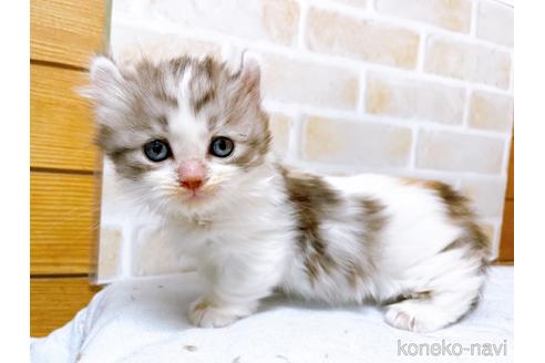 成約済の東京都のキンカロー-42420の11枚目