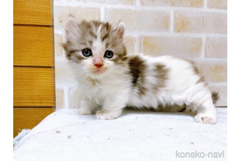 成約済の東京都のキンカロー-42420の6枚目