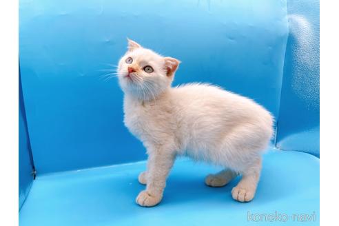 成約済の東京都のスコティッシュフォールド-41157の5枚目